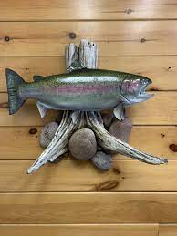 27 vintage rainbow trout fish mount taxidermy cabin decor trophy on wood* here is a large beautiful vintage real rainbow trout taxidermy mount on wood measuring 27 in length x about 3 thick across the back x about 6 in height not counting fins. Rainbow Trout Fish Mounts Replicas By Coast To Coast Fish Mounts