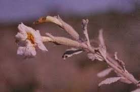 Image result for Catophractes alexandri