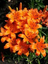 Huge choice of spring bulbs! Do Calla Lilies Come Back Every Year Idioticfashion