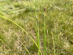 Image result for Eleocharis retroflexa