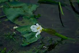 Image result for Ottelia