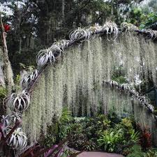 Freshly Picked Live Spanish Moss From Ocala Fl 16 Ounces Air Plants Tillandsia Air Plant Plants