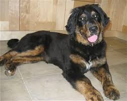 Home trained puppies · potty trained puppies · experienced breeder Bernese Golden Mountain Dog Breed Information And Pictures