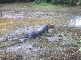 Edit the band modifications history. Tierrettung Feuerwehr Befreit Pferd Aus Morast Feuerwehr Ub De