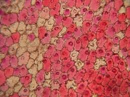 Rose Petal Microscopic Rose Petals Microscope Art