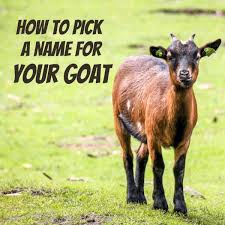 Related for collie herb man tab. The Best Names For Your Pet Goat Pethelpful