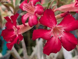 Image result for Adenium multiflorum