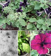 Image result for Barleria megalosiphon