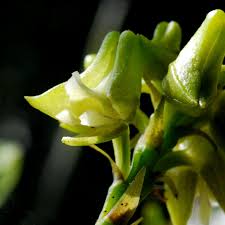 Image result for Polystachya cultriformis