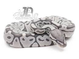 Axanthic Black Pewter Ball Python Sk True Ghost Hypo Axanthic Python Regius Ball Python Pet Snake