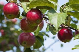 Fuji tree crabapple pink apples blossoms sprout fruit crabapples well spring peirce whether they clouds gardens pam. Fertilizing Apple Trees In The Garden Learn About Fertilizer For Apples