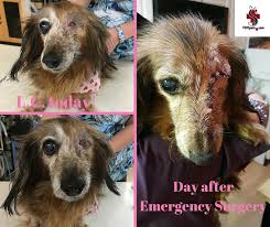 L C Is A Senior Dachshund That Came To Us Needing Emergency Surgery Her Owners State That She Has Recovered Well A Veterinary Clinic Animal Hospital Emergency
