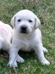 They reach an average height of 23 inches and an average healthy weight of 75 pounds. Pure White Labrador Puppies For Sale In Ashburnham Massachusetts Classified Americanlisted Com