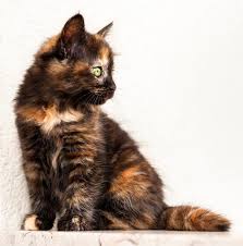 Cat Training Tortoiseshell Cat Are You The World S Biggest Tortoiseshell Cat Fan Then You Are Going To Love Sharin Cat Care Tortoise Shell Cat Tortie Kitten