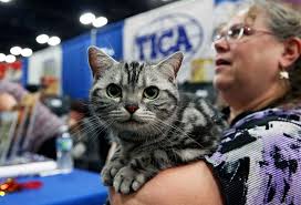 Veterinarians discuss everything from burnout to pet toothpaste