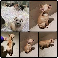 We'll safely and securely deliver your new pup while following all recommendations by the cdc. Shake A Paw 63 Photos 154 Reviews Pet Stores 285 S Broadway Hicksville Ny Phone Number Services Yelp