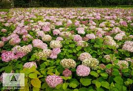 Image result for Hydrangea arborescens Pink Anabelle