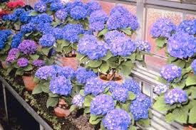 The best time for hydrangea transplanting is just after the bushes have gone dormant in the autumn. Repotting A Hydrangea