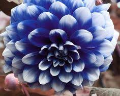 Dahlias come in a range of hues and forms. 21 Blue Dahlia Ideas Blue Dahlia Dahlia Dahlia Tattoo