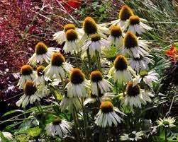Echinacea Purpurea Jade Echinacea Purpurea Echinacea Flower Therapy