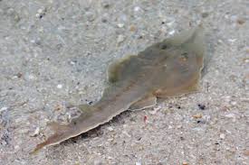 The common shovelnose ray, giant shovelnose ray or giant guitarfish (glaucostegus typus) is a species of fish in the common shovelnose ray. Glaucostegus Typus