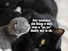 Mommy Daddy Cat Parental Discord Funny Cat Memes Cats Mommy Daddy