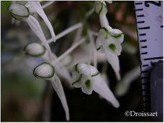 Image result for Microcoelia bulbocalcarata