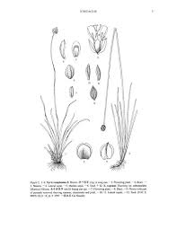 Image result for Xyris capensis