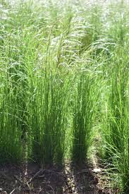 Dwarf Hairgrass Carpet Without Co2 - Youtube