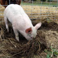 Processed meats like bacon and sausage can cause cancer, the world health organization's cancer agency said. Facts About Eating Pork Hubpages