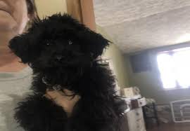 We did not find results for: Coton De Tulear Puppy For Sale Adoption Rescue For Sale In Greenville Michigan Classified Americanlisted Com
