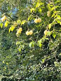 Image result for Cardiospermum grandiflorum