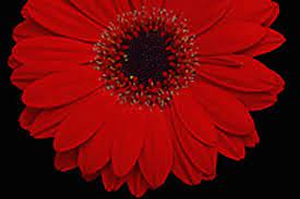 Gerbera Ruby Red Flower Uk Best Flower Wallpaper
