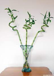 Lucky Bamboo Care Tips A Houseplant That Grows In Water