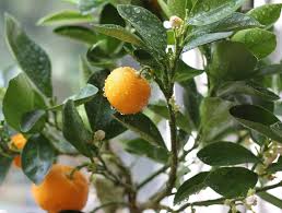 Like any other fruit trees, orange trees are susceptible to diseases. Calamondin Fruit Shefalitayal