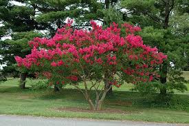 Le Lilas Des Indes Les Jardins Panoramiques De Limeuil En 2020 Lilas Des Indes Planter Des Arbres Arbre Fleuri