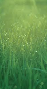 beautiful green grass wallpaper hd download images at walls