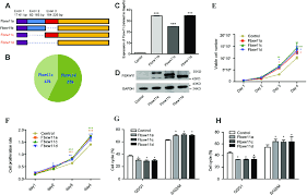 fbxw11 promotes cell proliferation in vitro a schematic of