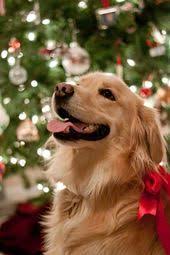 Holiday Gift Guide Best Dog Accessories For 2018 Accessories Dog Gift Guide Holiday Sevimli Kopek Yavrulari Hayvan Komik Hayvan Fotograflari
