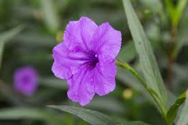 Image result for Ruellia cordata
