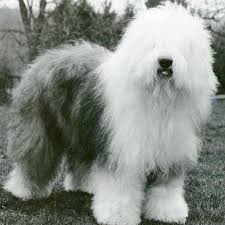Unfortunately, the old english sheepdog is a high maintenance pet because of its thick and voluminous coat. Old English Sheepdog Dog Breed Information