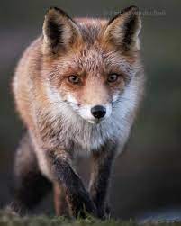 Herbert Van Der Beek On Instagram The Fox Trail Beek Fox Wildlife Photography