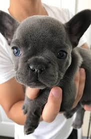 Frenchiestore adjustable pet health strap harness | puppy love frenchiestore $24.99. Puppy Care Blueprinted Paws Houston Texas Blue Frenchies French Bulldogs Puppies