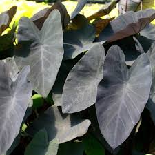 Last year was the first time i was successful in overwintering. Colocasia Black Magic Terra Nova Nurseries Inc
