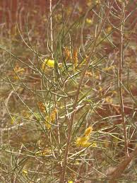 Image result for Acalypha brachystachya