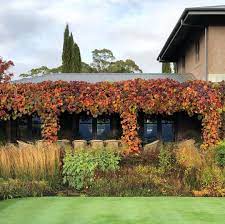 The Intense Colour Of Vitis Coignetiae Covering The Pergola At Stonefields Stonefields Autumn