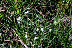 Image result for Kyllinga alba