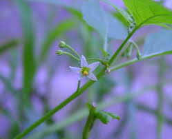 Image result for Solanum campylacanthum 'panduriforme type'