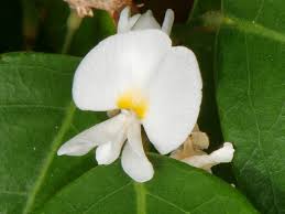 Image result for Baphia