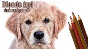 It's easy to distinguish a dog's features just by being. Drawing Realistic Blonde Fur With Colored Pencil Colored Pencil Lessons Colored Pencils Color Pencil Art
